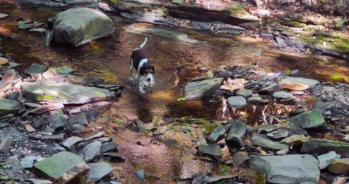 Dugway Brook flows over exposed rocks and flat stones