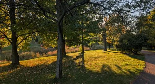 Trees cast long shadows across a grassy area near the ball fields
