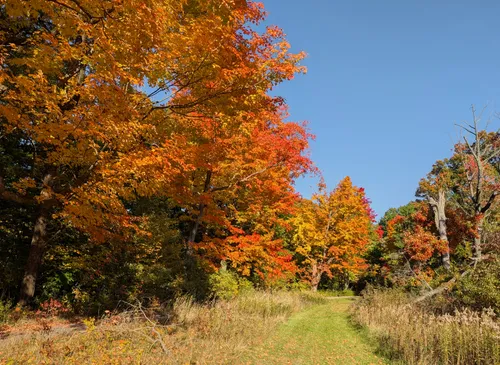 Red and orange treetops line an open trail under a pristine sky