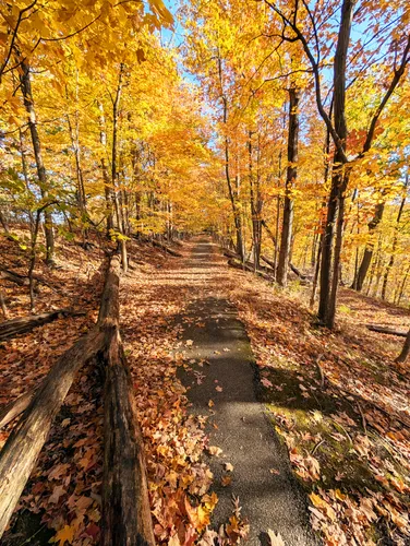 A long straight path passes through the park's fall forest