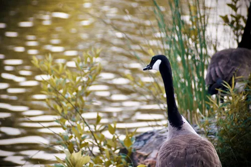 Canada goose by the water's edge at Swan Lake