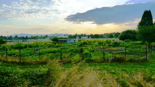 Early morning at the community garden