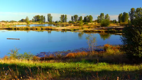 A wide view across the pond with dry summer vegetation along the banks