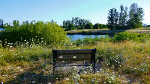 A wooden bench sits among wildflowers with tall trees in the background
