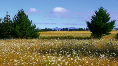 An open meadow filled with white wildflowers stretches toward the horizon, with Marys Peak visible in the distance