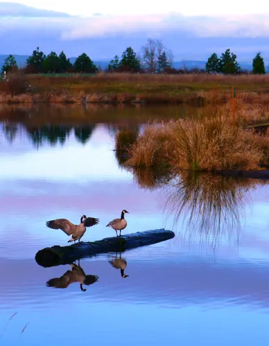 Two Canada geese enjoy the evening on a log floating in the water