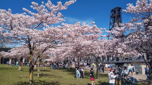 Cherry blossoms in full bloom along the waterfront