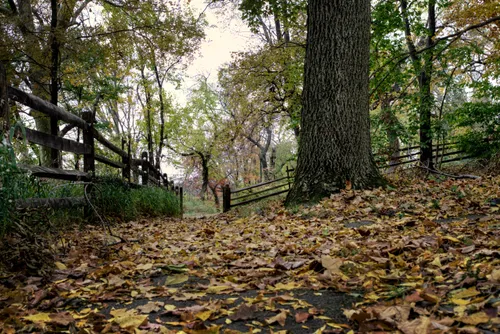 Autumn leaves carpet the ground beneath mature trees at the park