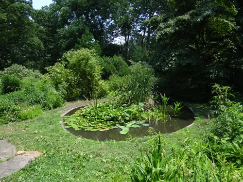 Lush green plantings surrounding a small pond