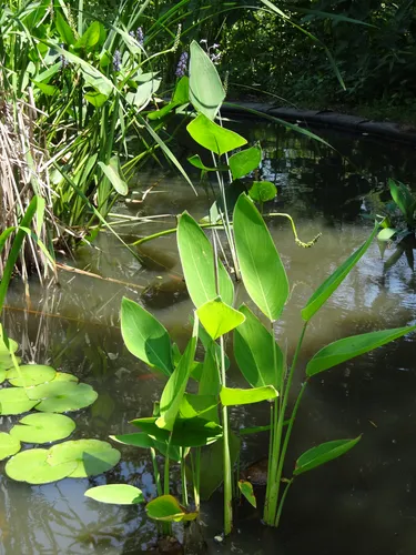 Water plants and lily pads in the garden's aquatic habitat