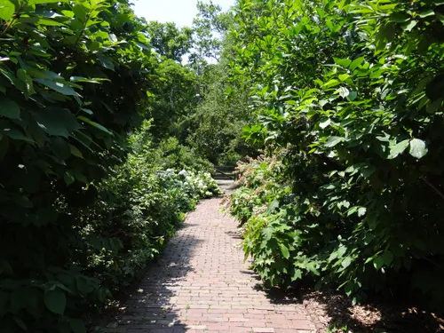 Brick pathway lined with dense summer vegetation