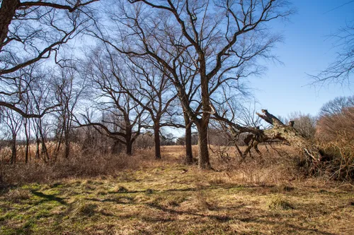 Bare trees line an open field in the park