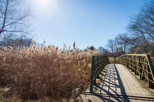 A small bridge crosses Shed Brook surrounded by tall reeds