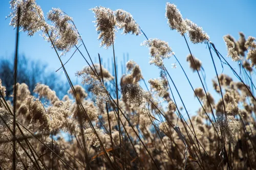 Dried reeds catch the winter light along the park's wetlands