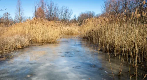 A frozen waterway winds through tall grasses in the park's northwest section