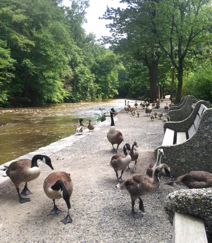 Canada geese and goslings gather along Forbidden Drive beside the Wissahickon Creek