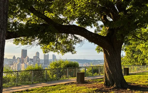 A large tree frames Pittsburgh's skyline