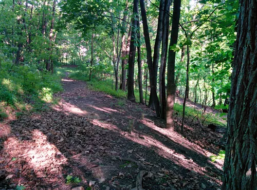Sunlight filters through trees along a quiet forest trail