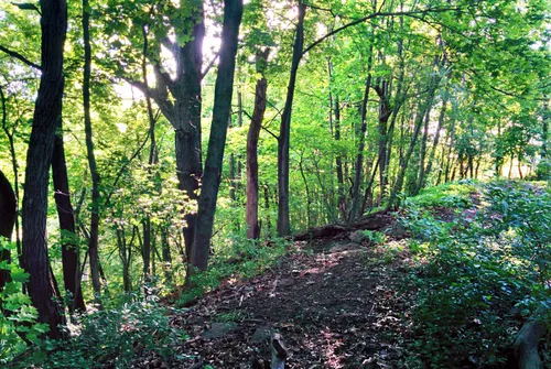 Lush summer greenery in the forested parts of the park