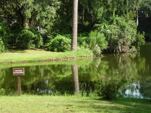 A calm pond with no alligators in sight