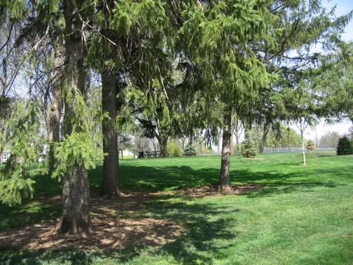 Trees are scattered on the quiet open lawn