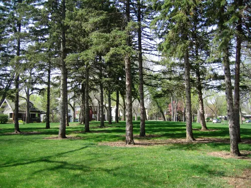 Tall conifers offer shade on the grassy sections