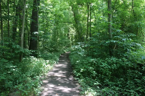A trail through the forest of Overton Park