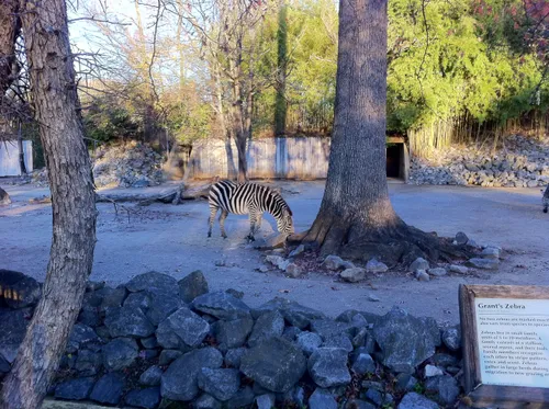 A Zebra at Memphis Zoo located in the park