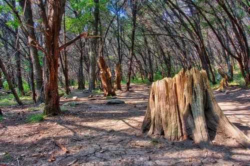A weathered tree stump along Turkey Creek Trail
