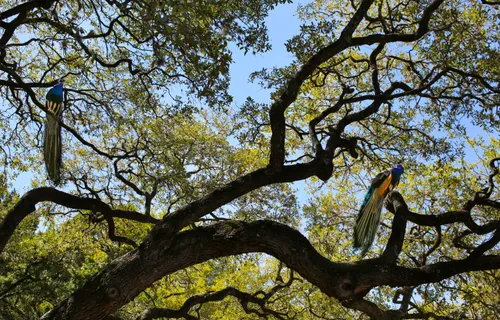 Two peacocks sitting on ancient oak tree branches