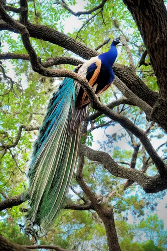 Vibrant peacock perched on a tree branch