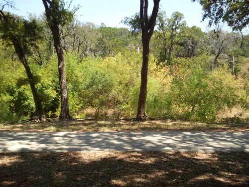 Sunlight filtering through trees onto a quiet walking path