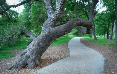 Paved pathway beside a massive heritage oak tree