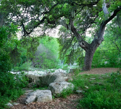 Creek bed surrounded by native vegetation and limestone