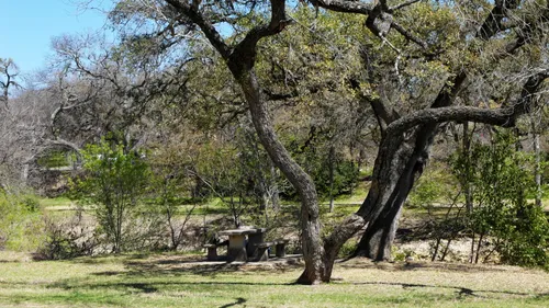 Ancient oak trees on the park grounds