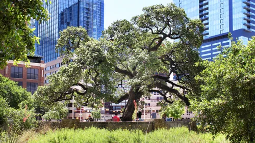 _Ancient oak tree stands majestically in the park
