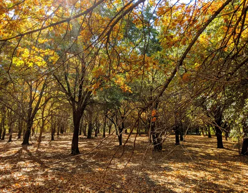 Autumn foliage colors the small forest near Elm Fork Drive in warm yellows and oranges
