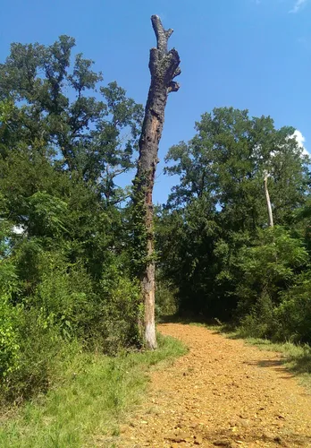 A bare tree trunk rises along a dirt trail through the park's dense woodland