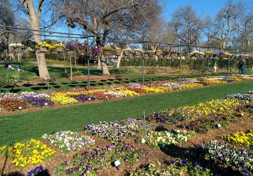 Colorful seasonal flower beds in full bloom at the Botanical Garden