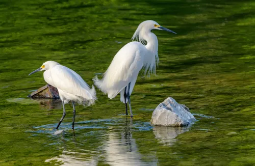 Two great egrets wade in the shallows of White Rock Creek near the spillway