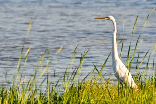 A great egret stands among tall grasses at the edge of the lake