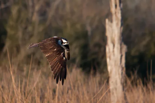 A large bird takes flight near a weathered tree stump