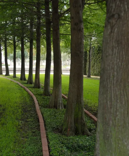 Multiple rows of trees are planted symmetrically in arcs