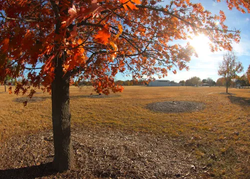 Autumn foliage catches the sunlight over the park's open field