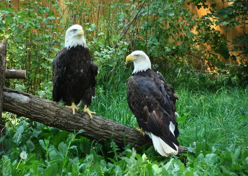 Two bald eagles perched on a log at Tracy Aviary