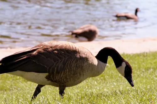 Canada goose grazing on grassy shoreline of the park's lake