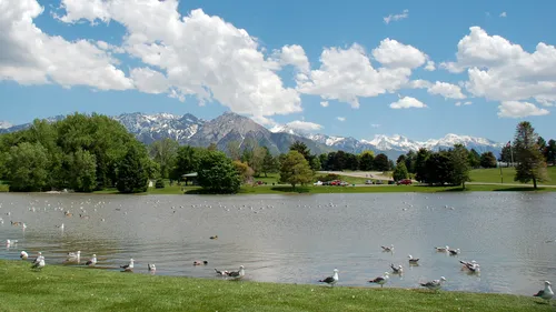 Birds gather around the serene lake setting