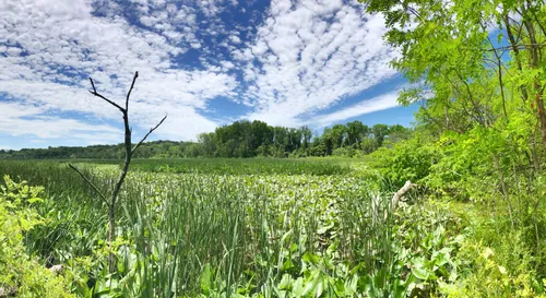 Lush wetland vegetation fills the Dyke Marsh Wildlife Preserve on this fine day