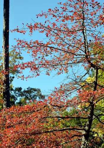 Vibrant foliage creates a colorful canopy at Bells Mill Park