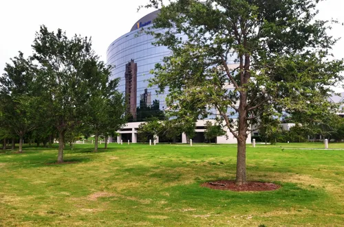 Trees on the lawn along the James River shorefront
